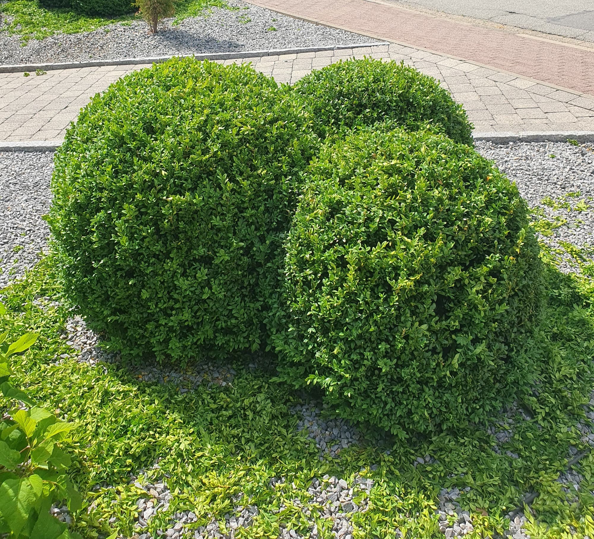 Zwei kugelig geschnittene Buchsbäume in einem Kiesbeet an einer Gehwegkante.