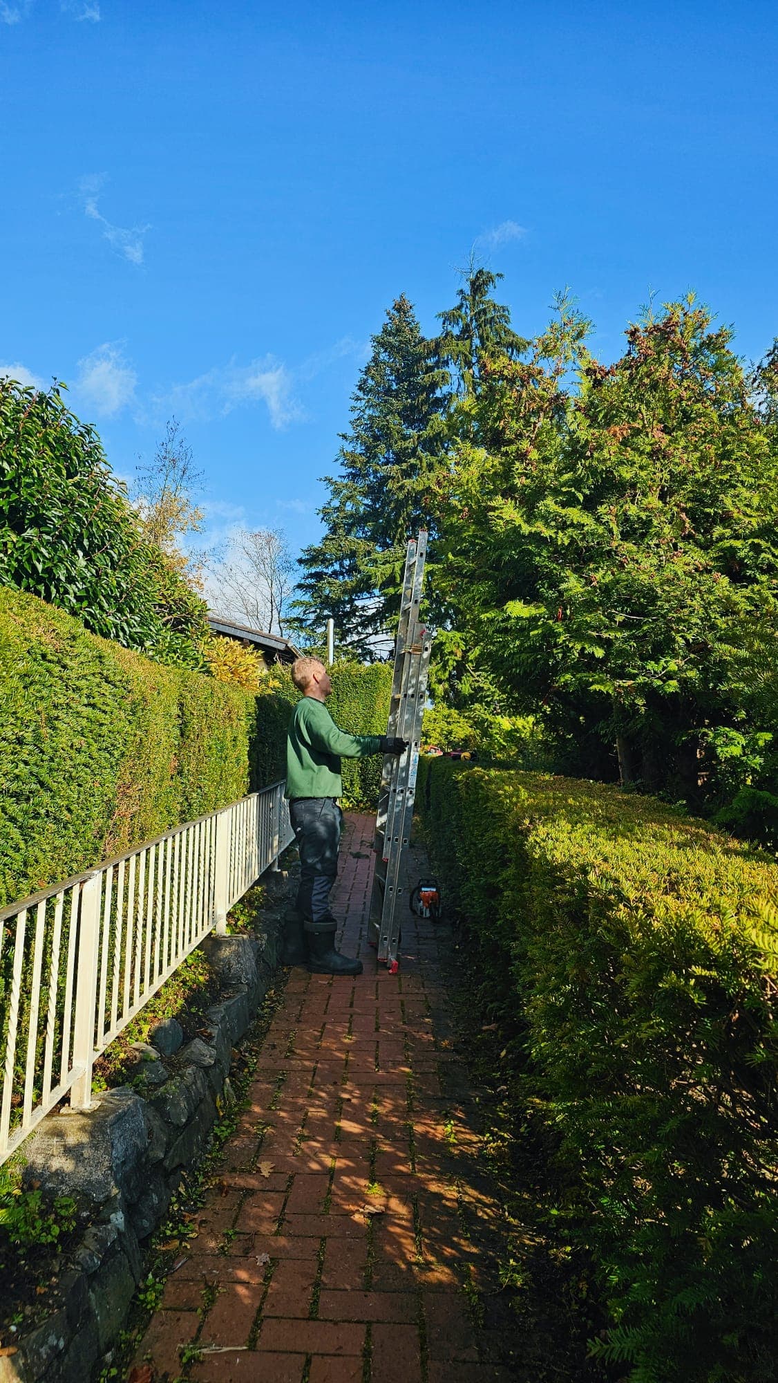 Sven Dabers stellt eine Aluleiter an einer hohen Hecke auf, im Vordergrund liegt eine Motorsäge auf dem Klinkerweg.