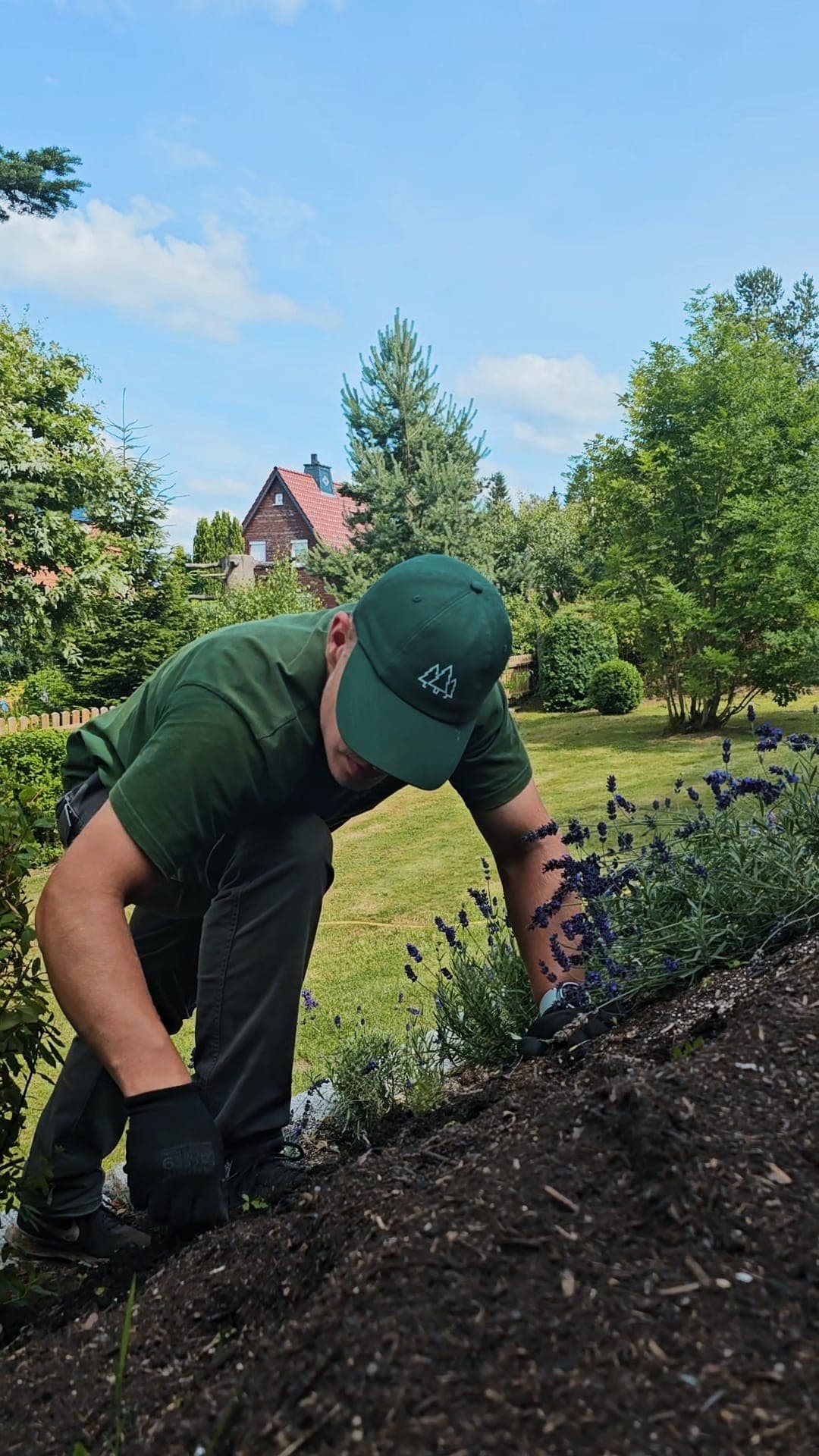 Sven Dabers in grünem Arbeitsshirt und Immergrün-Cap setzt Lavendel in ein frisch vorbereitetes Beet.